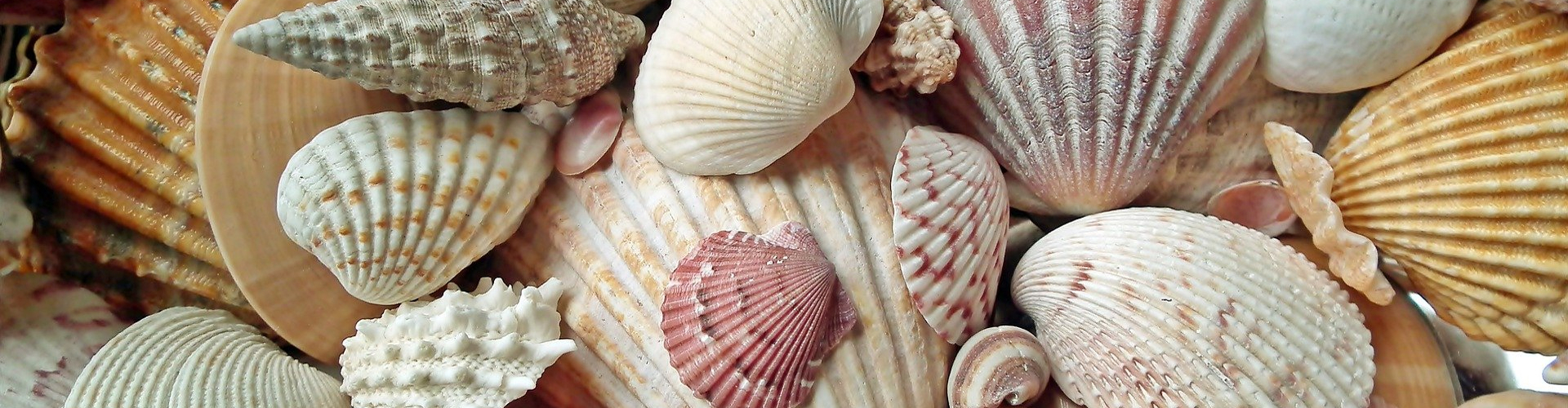 Obozy zagraniczne