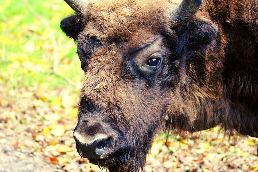 BIAŁOWIEŻA I PODLASIE  Białowieża, Podlasie